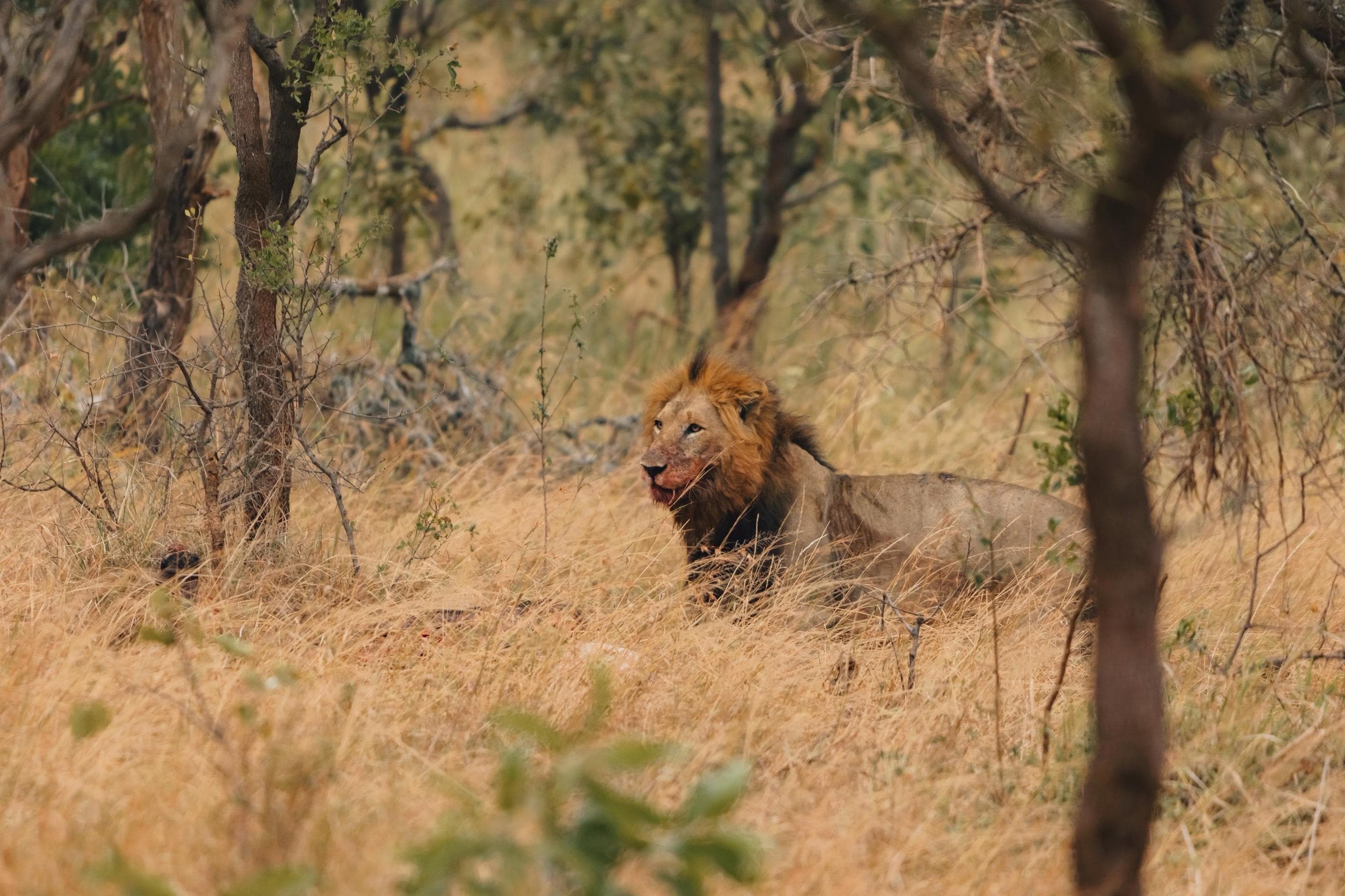 Akagera National Park
